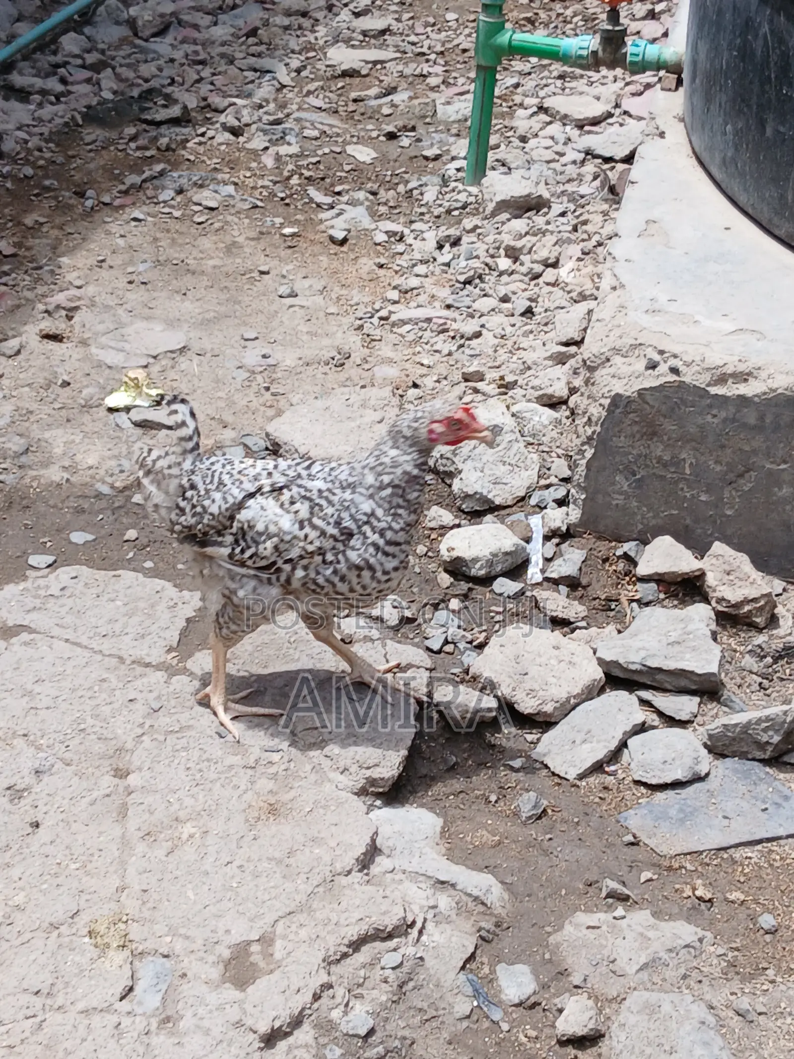 7 Months Healthy Matured Improved Kienyeji Chickens Ready for Sale
