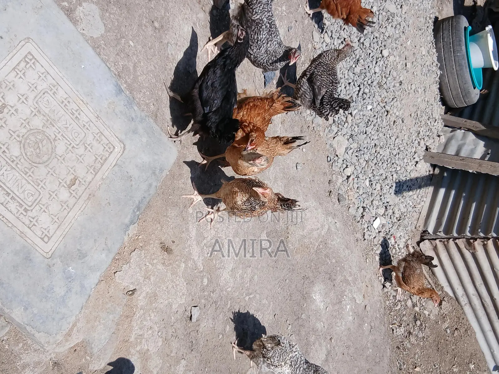 7 Months Healthy Matured Improved Kienyeji Chickens Ready for Sale