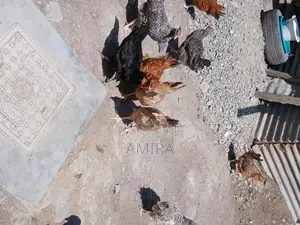 7 Months Healthy Matured Improved Kienyeji Chickens Ready for Sale