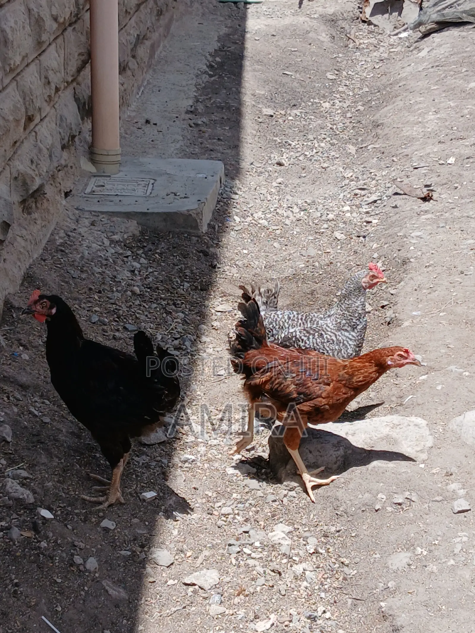7 Months Healthy Matured Improved Kienyeji Chickens Ready for Sale