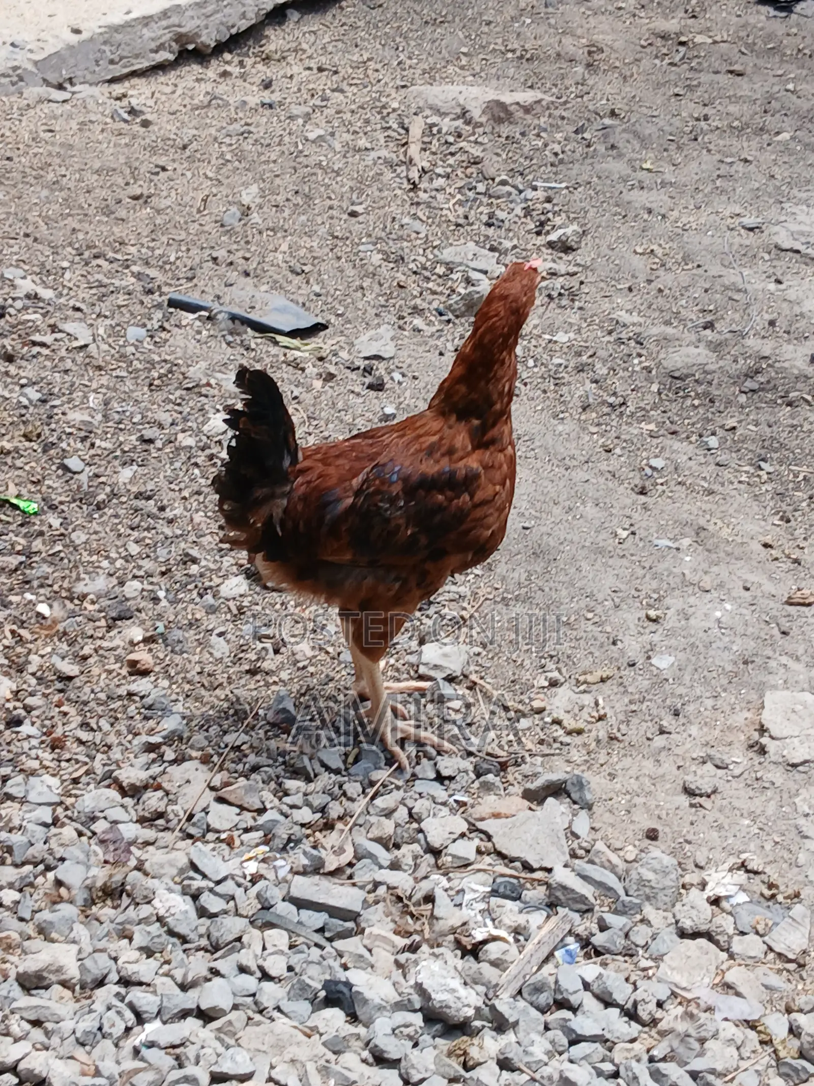 7 Months Healthy Matured Improved Kienyeji Chickens Ready for Sale