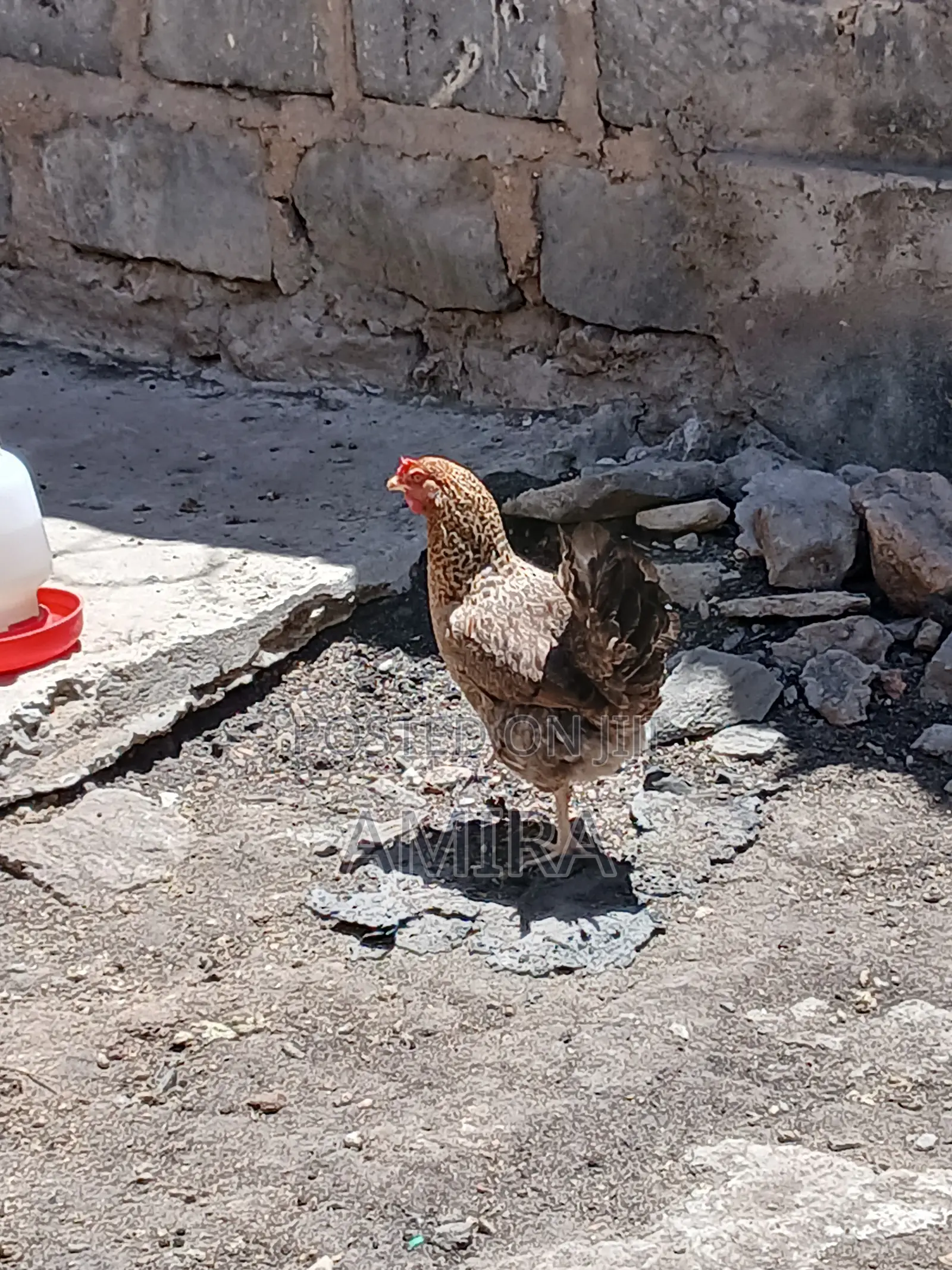 Healthy Improved Kienyeji Hen for Sale