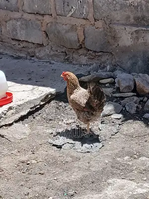 Healthy Improved Kienyeji Hen for Sale