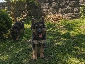 1-3 months Male Purebred German Shepherd