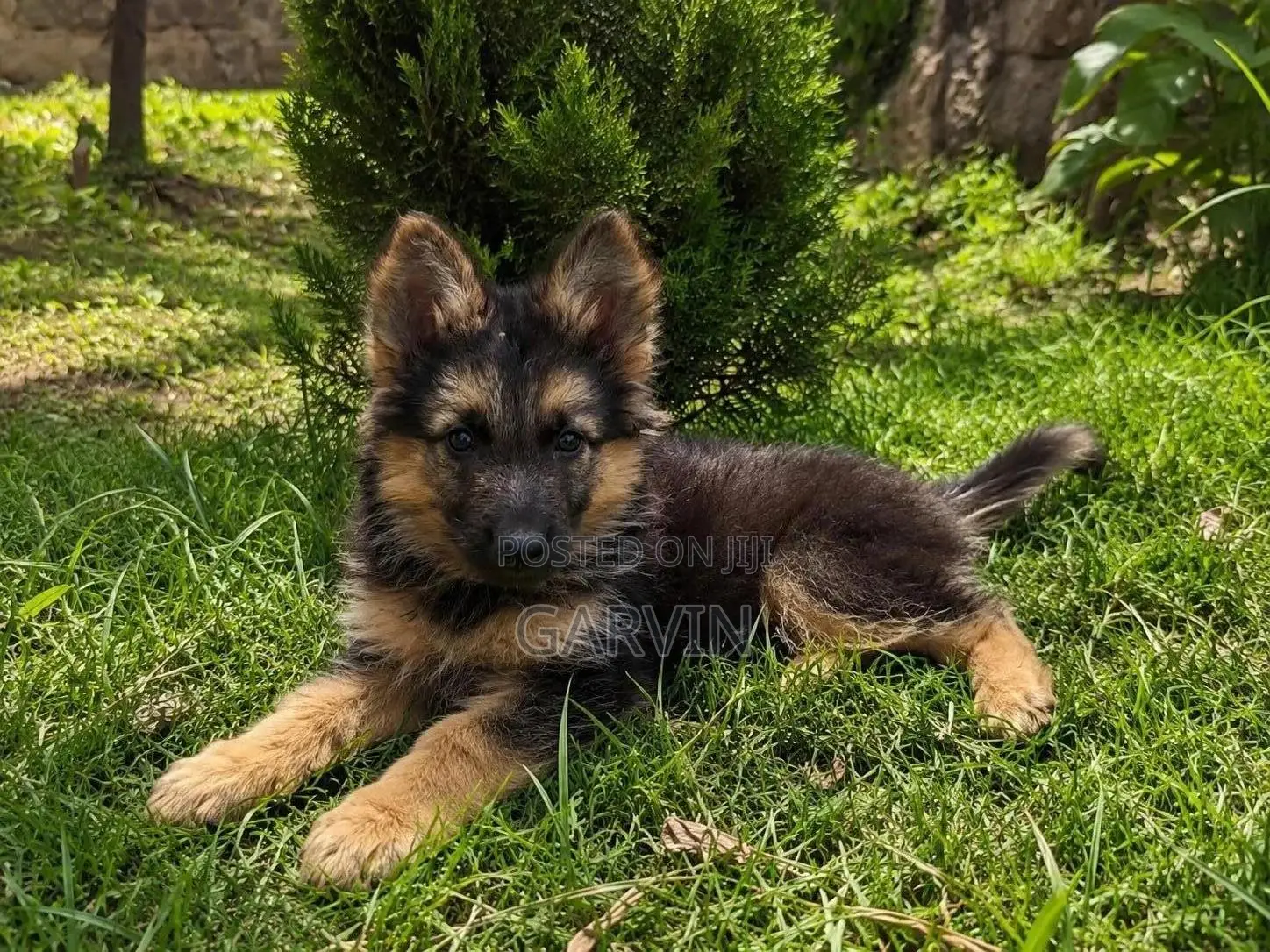 1-3 months Male Purebred German Shepherd