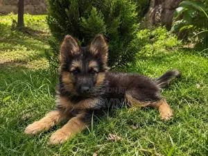 1-3 months Male Purebred German Shepherd
