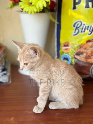 1-3 months Male Mixed Breed American Shorthair
