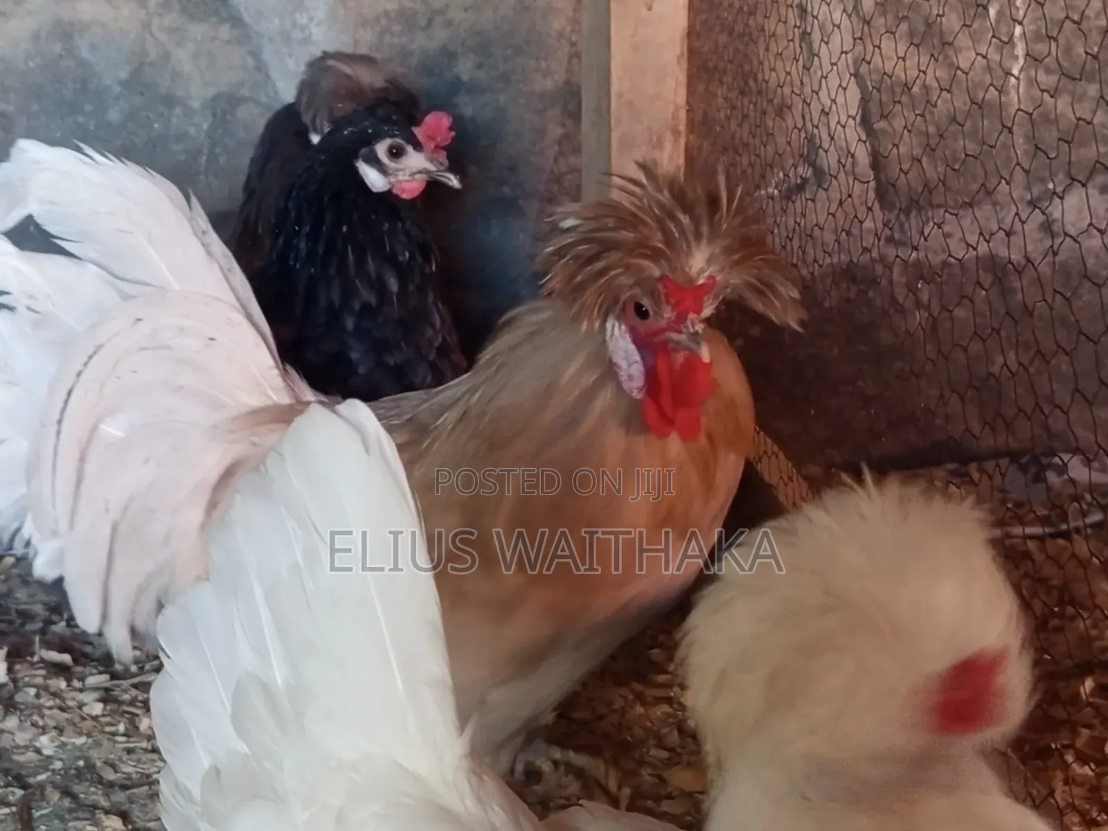 Polish, Frizzle ,Silkie Bantams