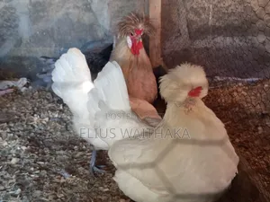 Polish, Frizzle ,Silkie Bantams