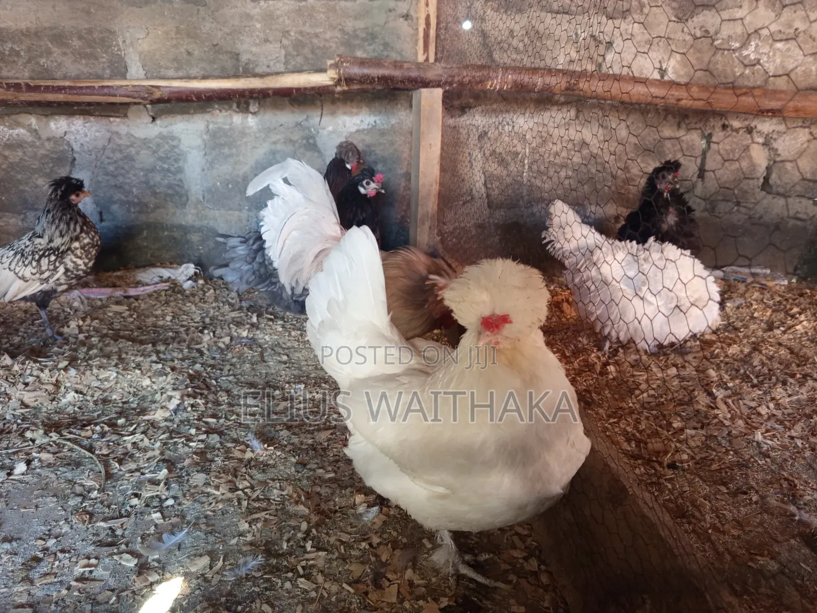 Polish, Frizzle ,Silkie Bantams