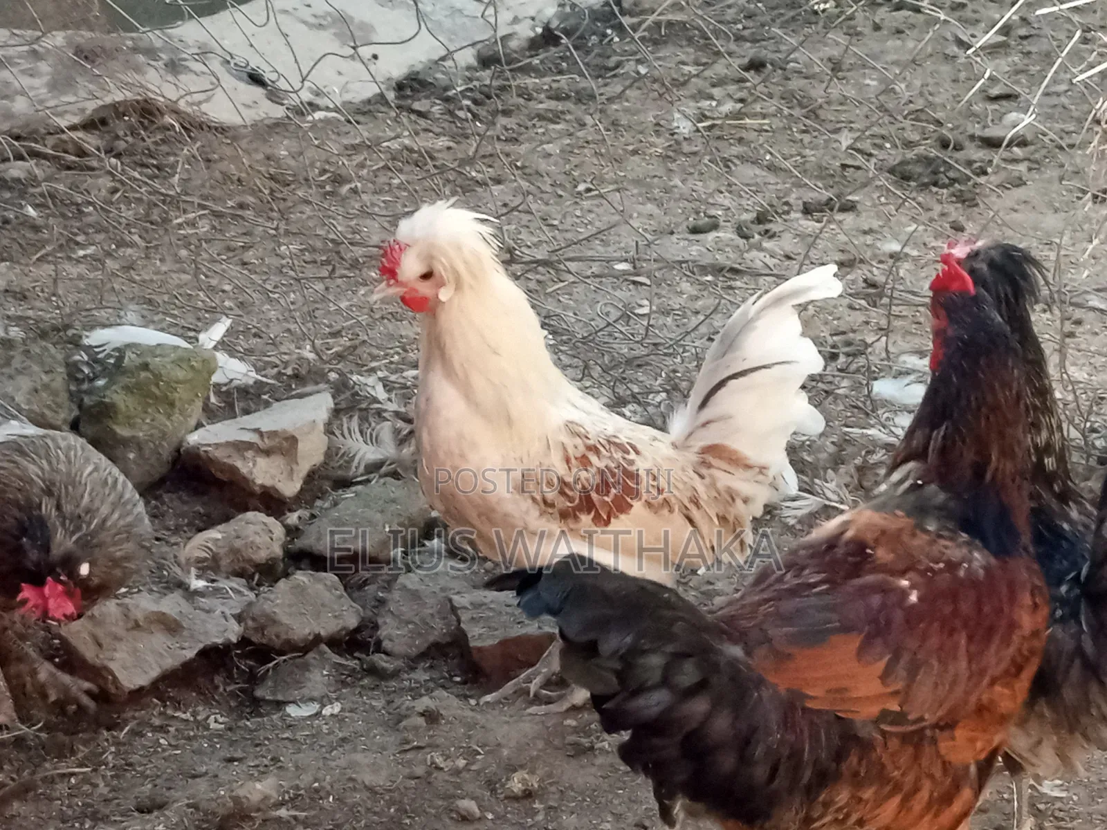 Polish, Frizzle ,Silkie Bantams