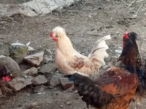 Polish, Frizzle ,Silkie Bantams