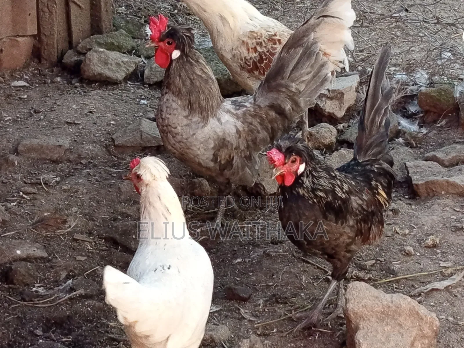 Polish, Frizzle ,Silkie Bantams