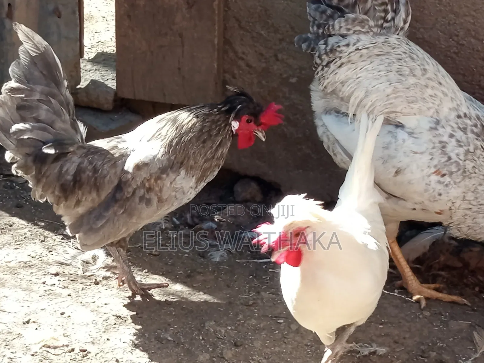 Polish, Frizzle ,Silkie Bantams