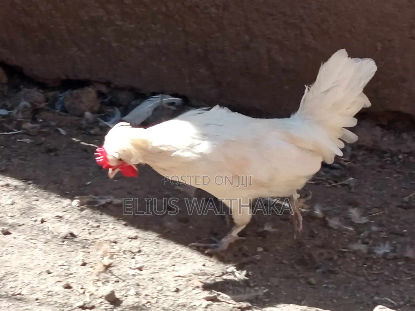 Polish, Frizzle ,Silkie Bantams