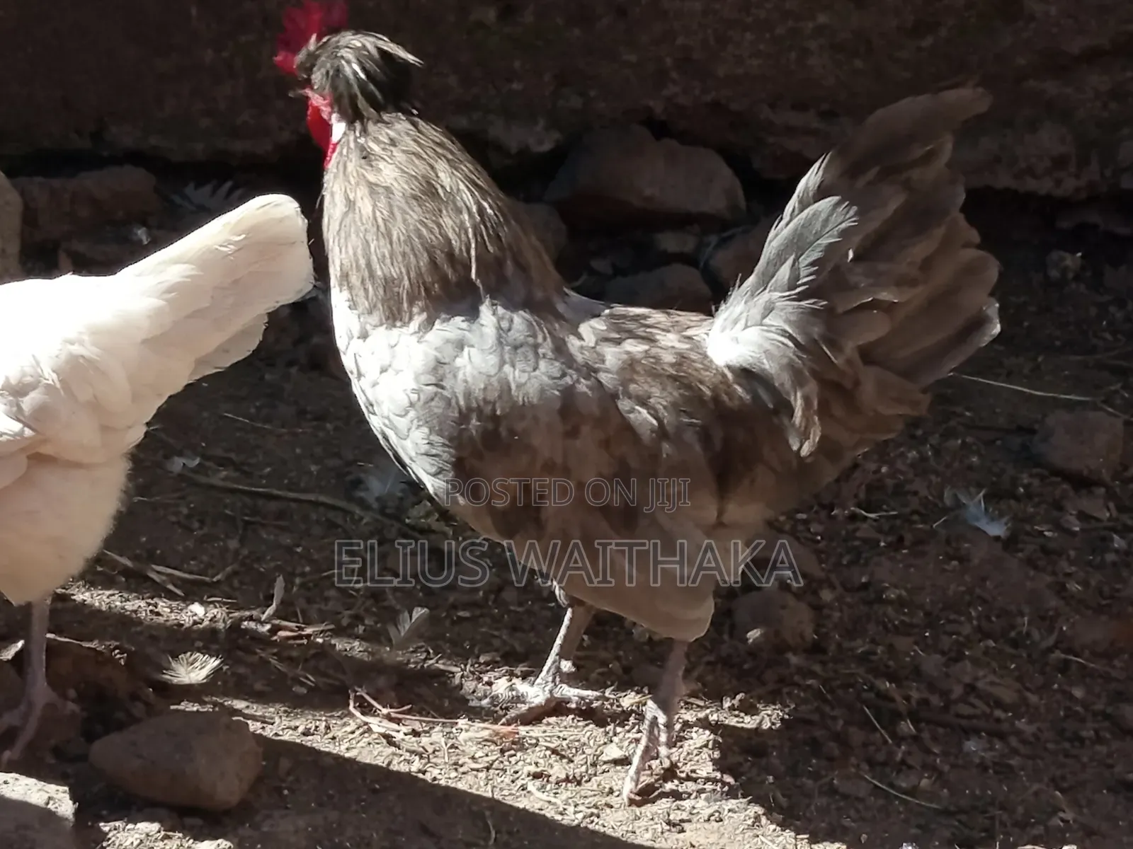 Polish, Frizzle ,Silkie Bantams