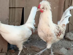Polish, Frizzle ,Silkie Bantams