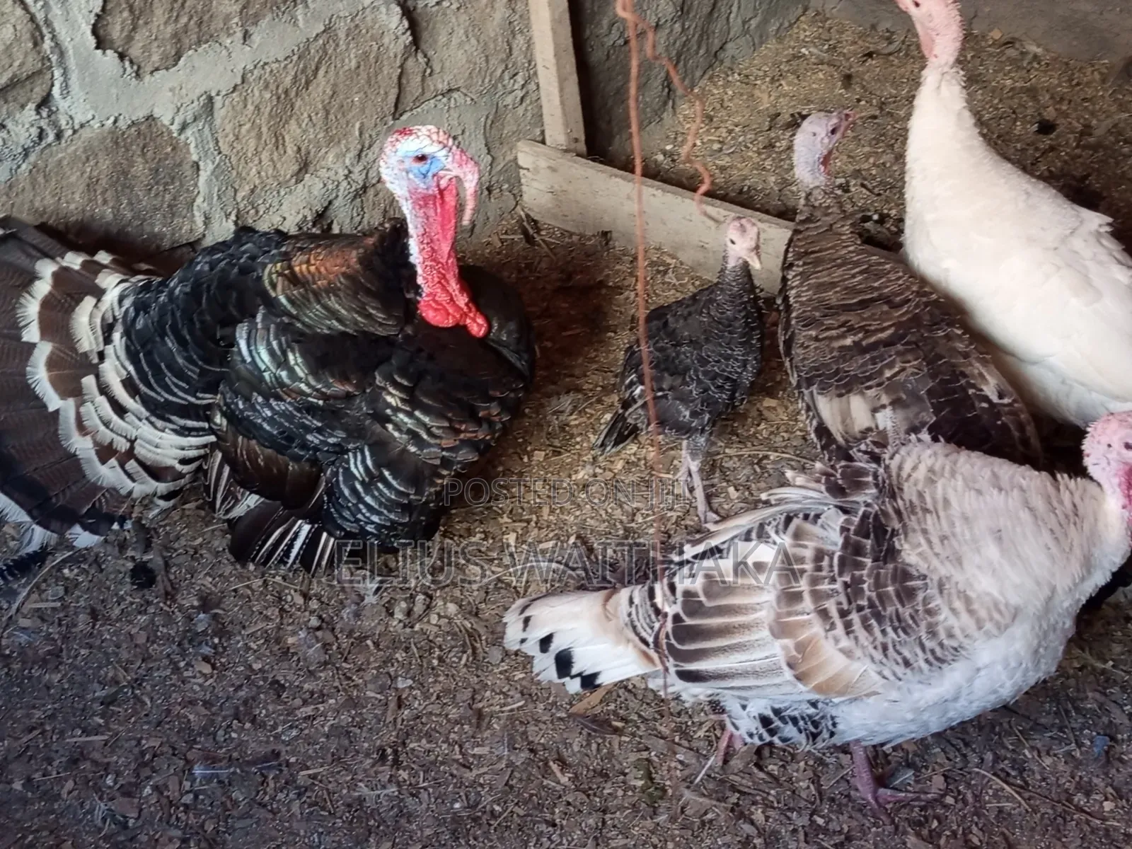 Turkey Mature, Breeding and Laying for Rehoming