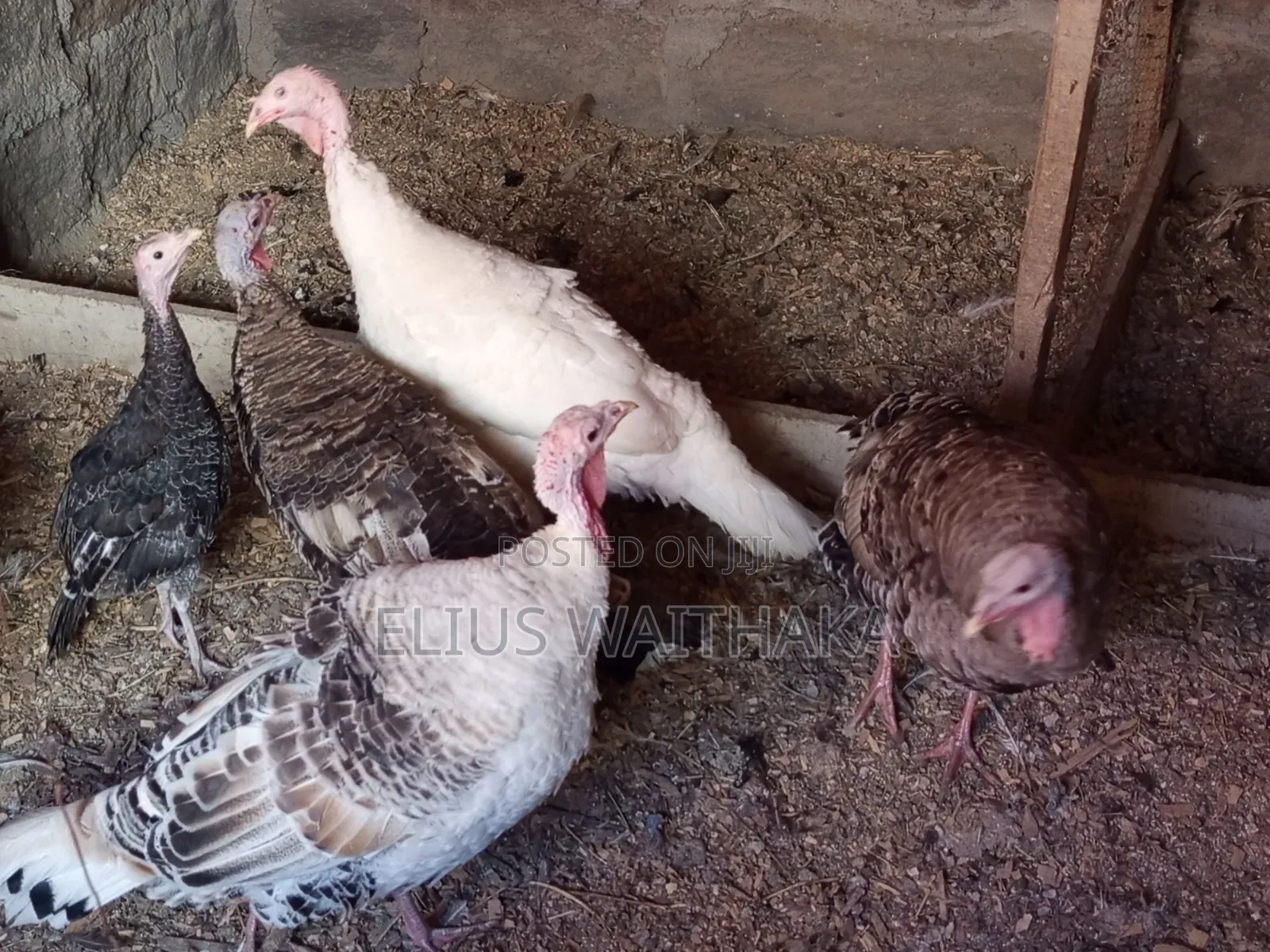 Turkey Mature, Breeding and Laying for Rehoming