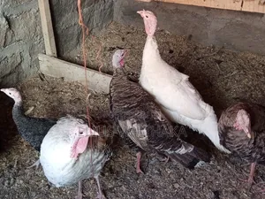 Turkey Mature, Breeding and Laying for Rehoming