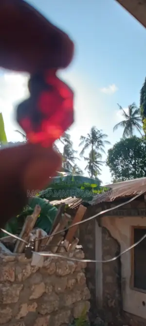 Amber Resin
