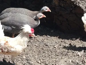 Guinea Fowl
