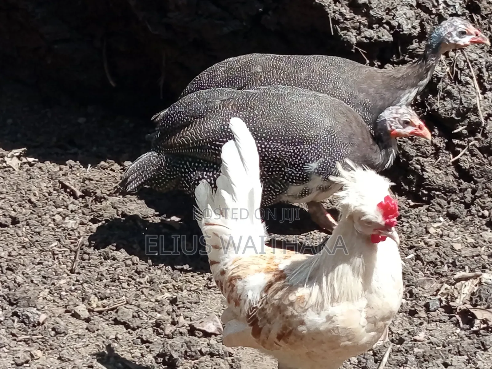 Guinea Fowl