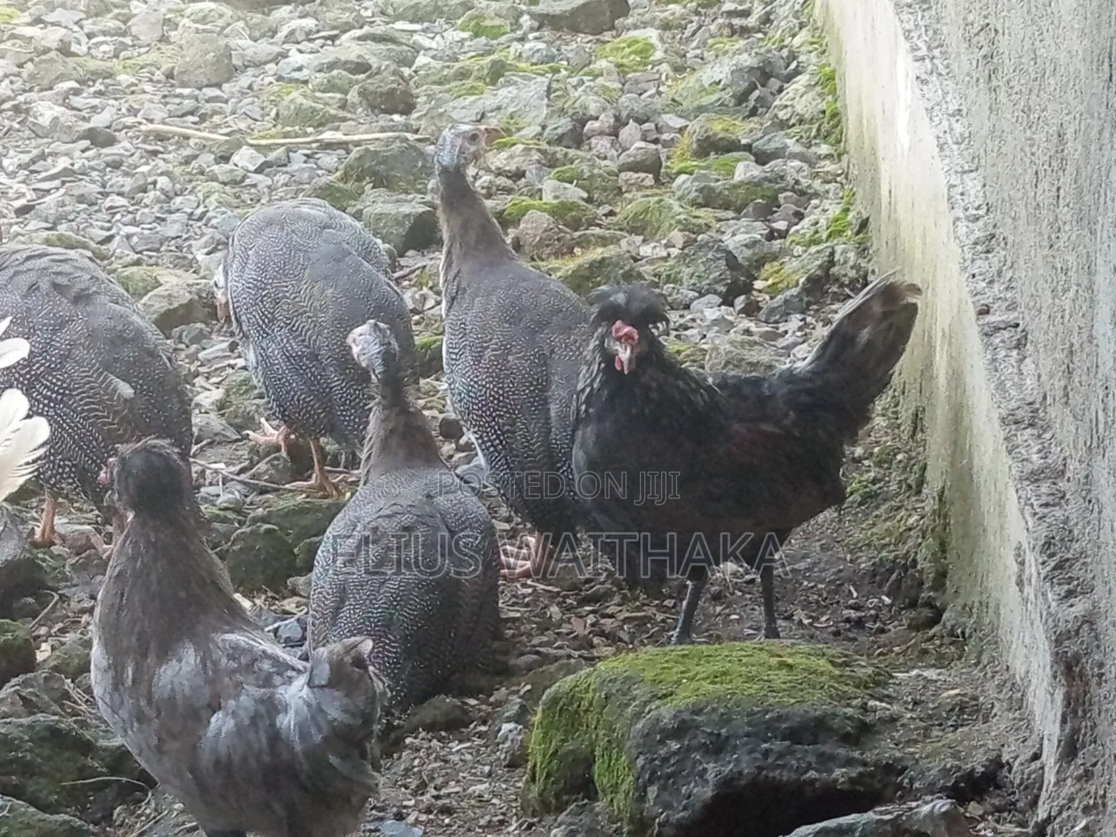 Guinea Fowl