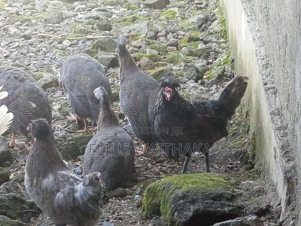 Guinea Fowl - thumbnail 6