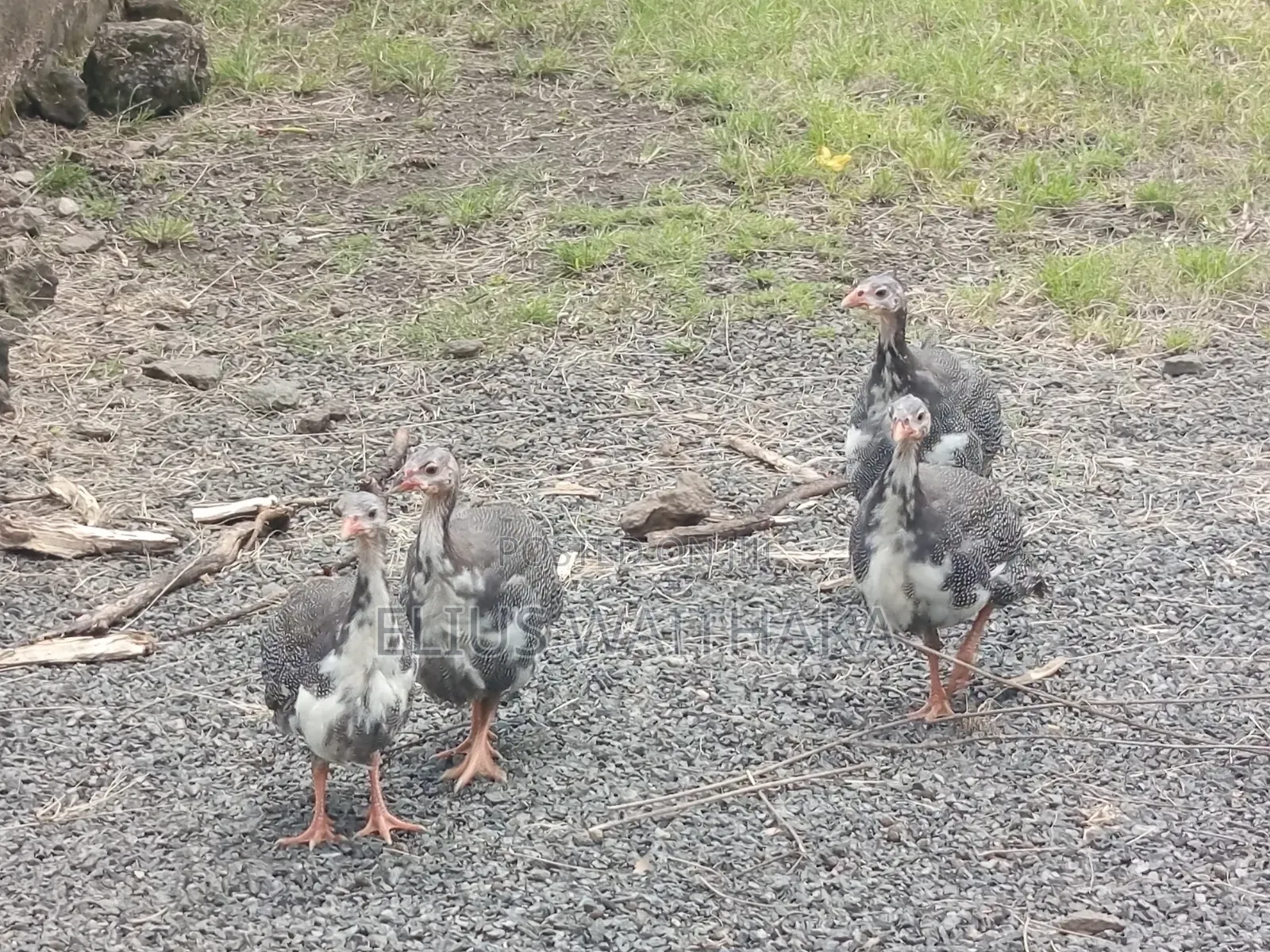 Guinea Fowl