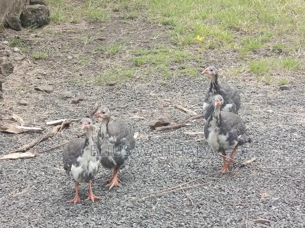 Guinea Fowl - thumbnail 7