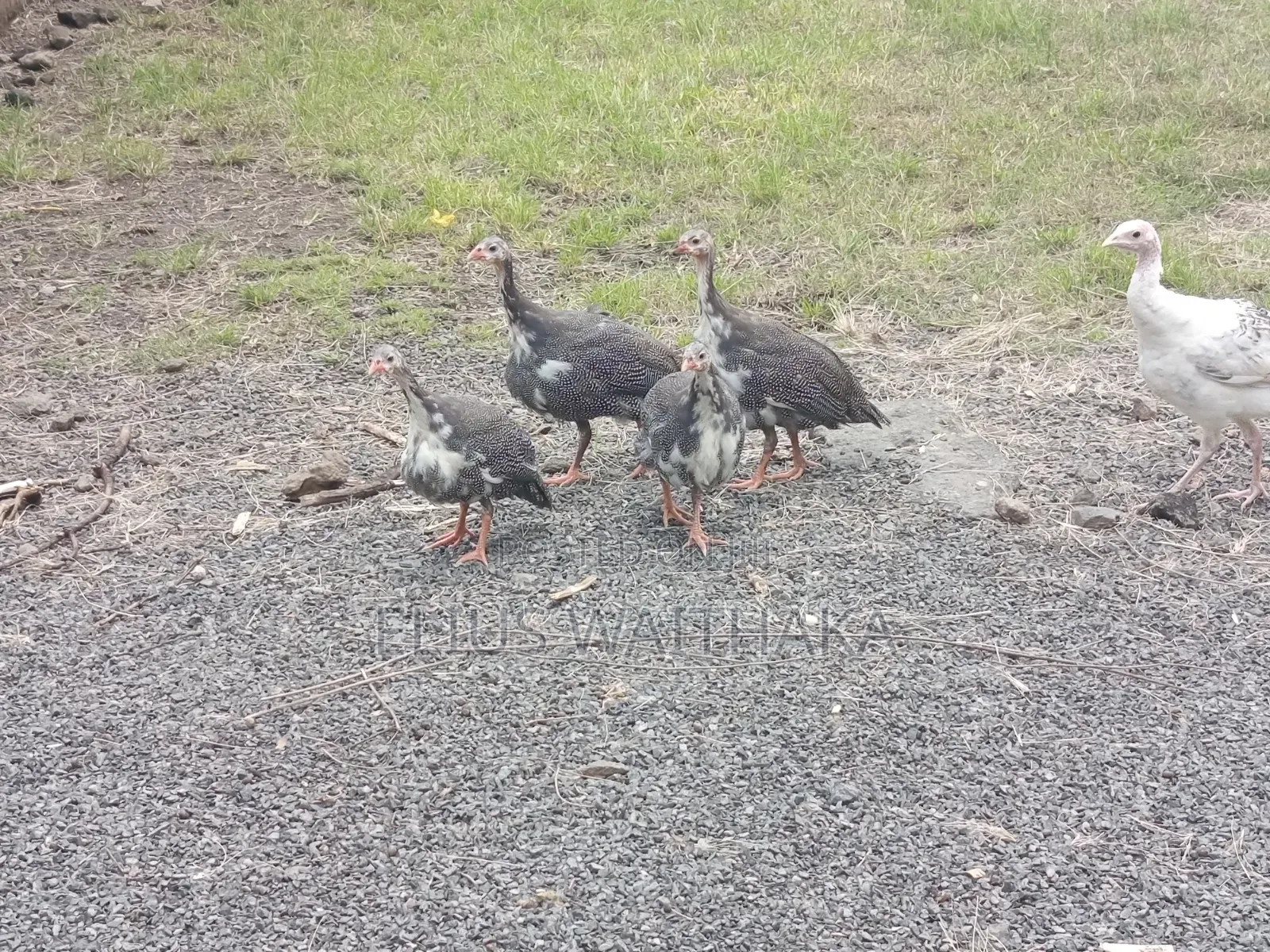 Guinea Fowl