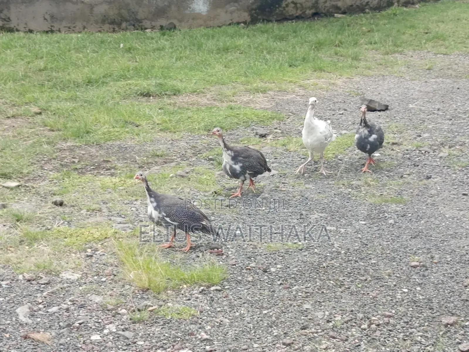Guinea Fowl