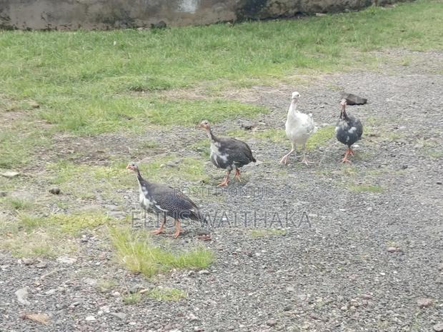 Guinea Fowl - thumbnail 9