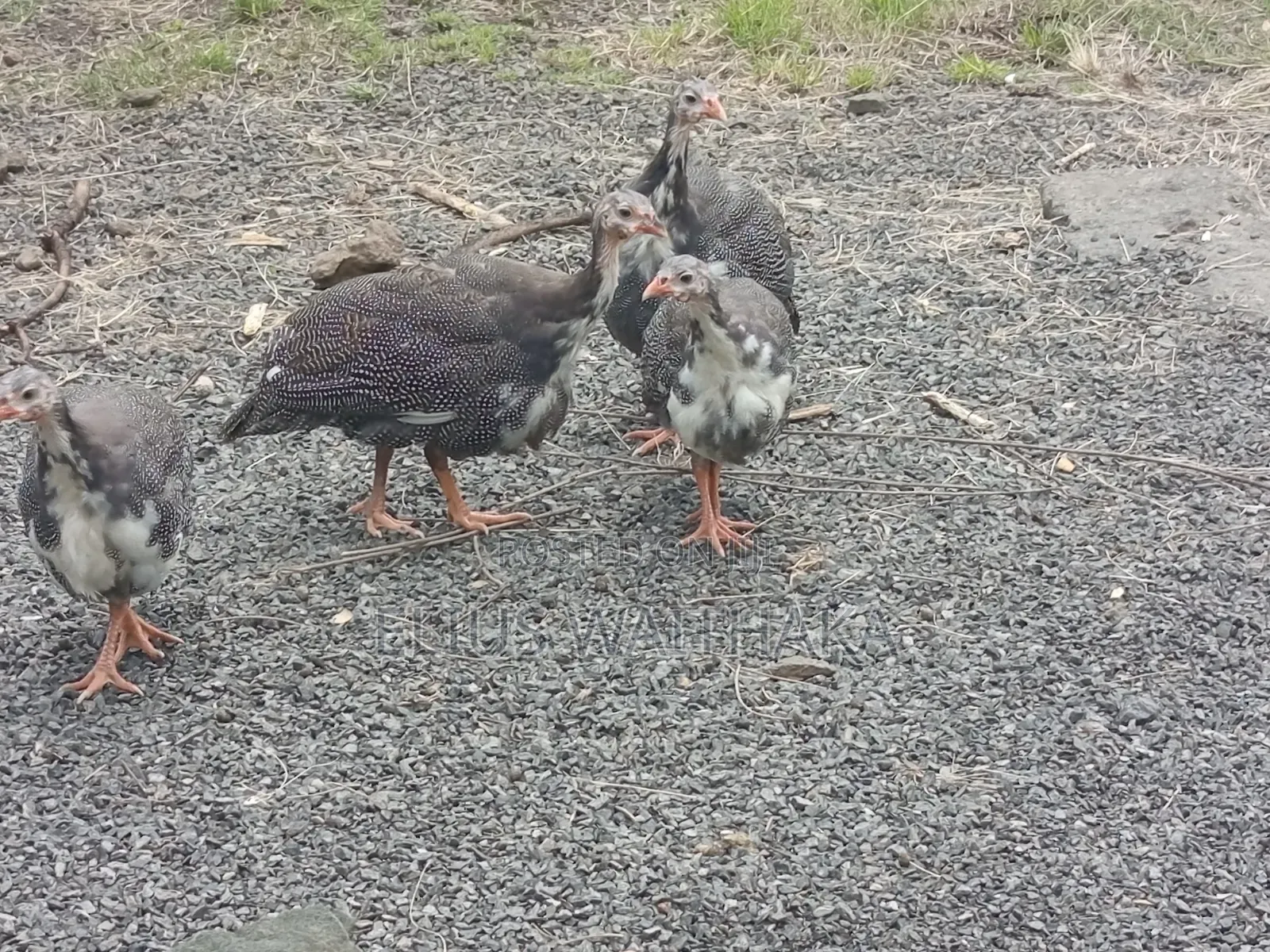Guinea Fowl