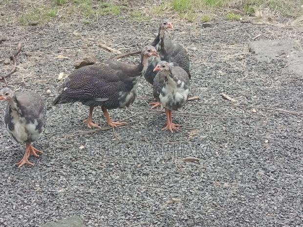 Guinea Fowl - thumbnail 10