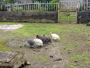 Guinea Fowl