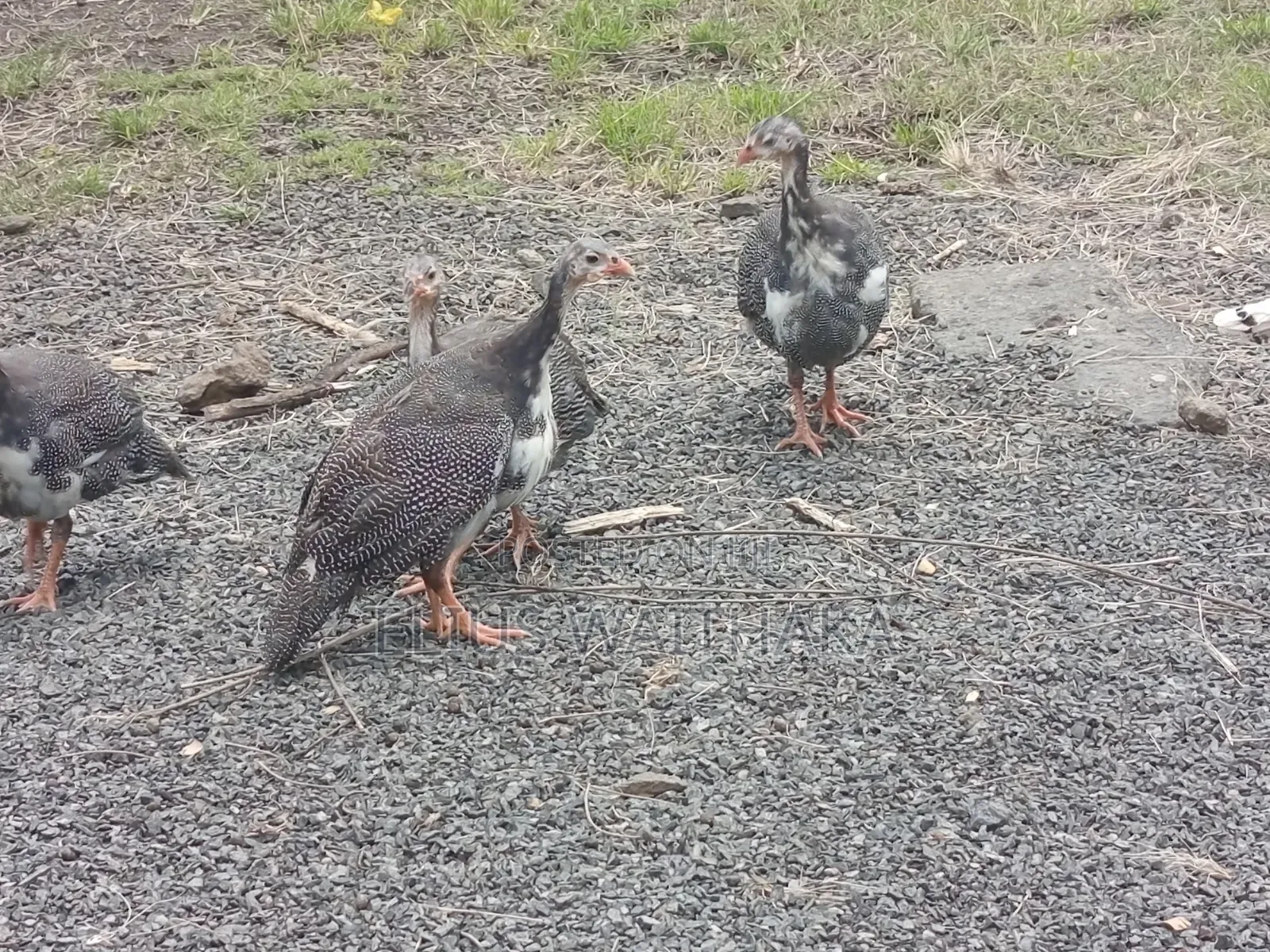 Guinea Fowl