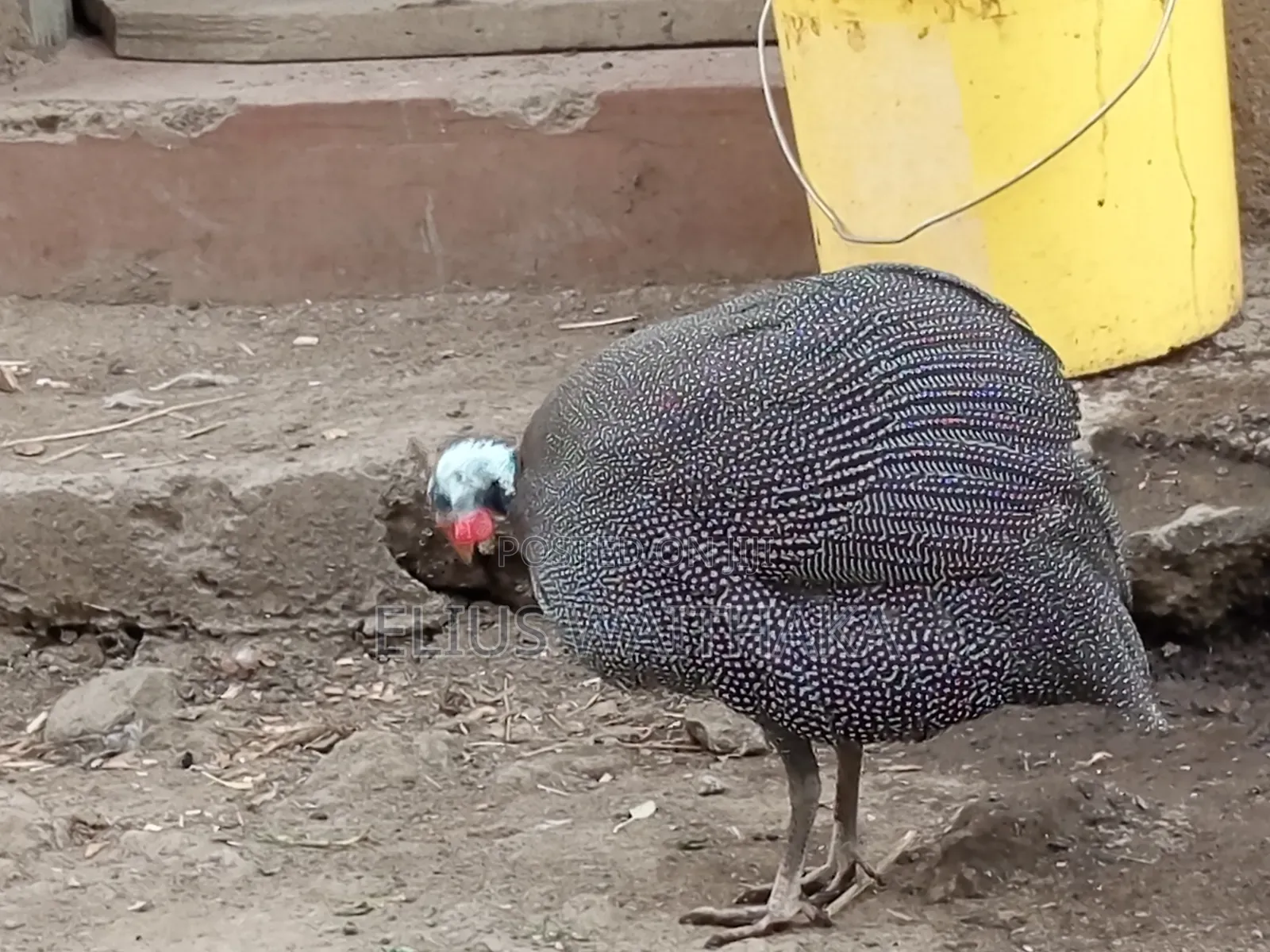 Guinea Fowl