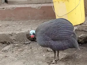 Guinea Fowl