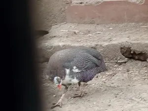 Guinea Fowl