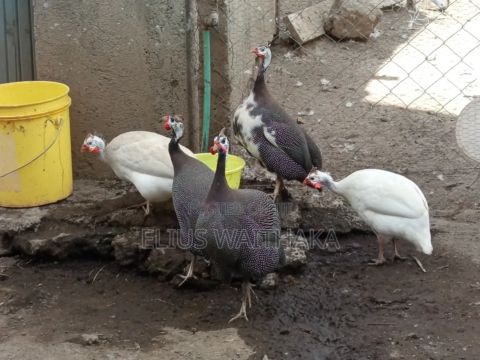 Guinea Fowl