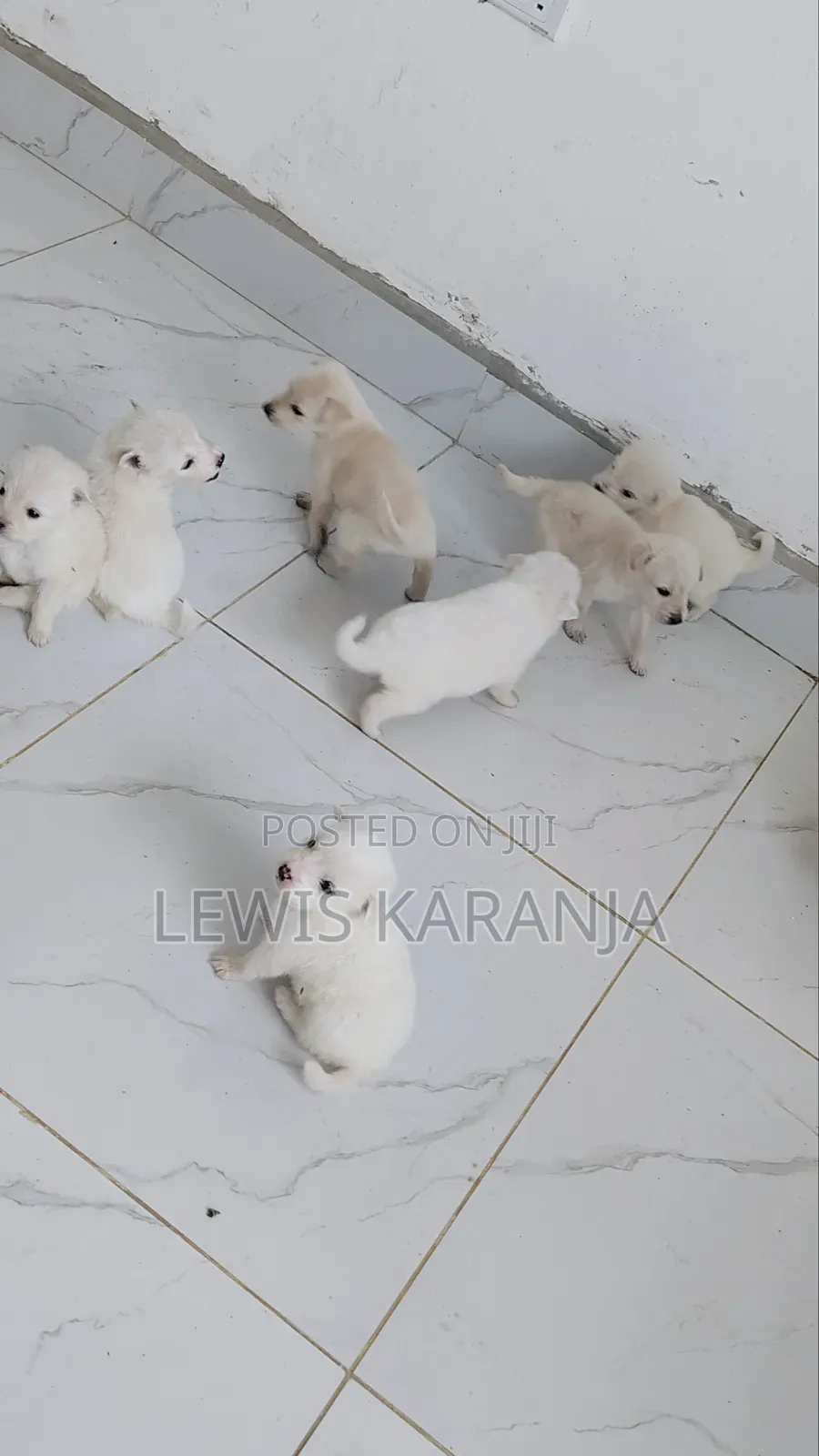 1-3 months Male Purebred Chihuahua