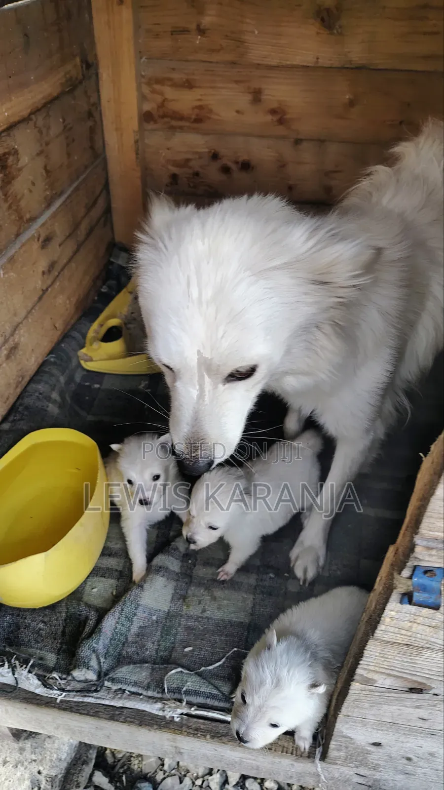 1-3 months Male Purebred Chihuahua