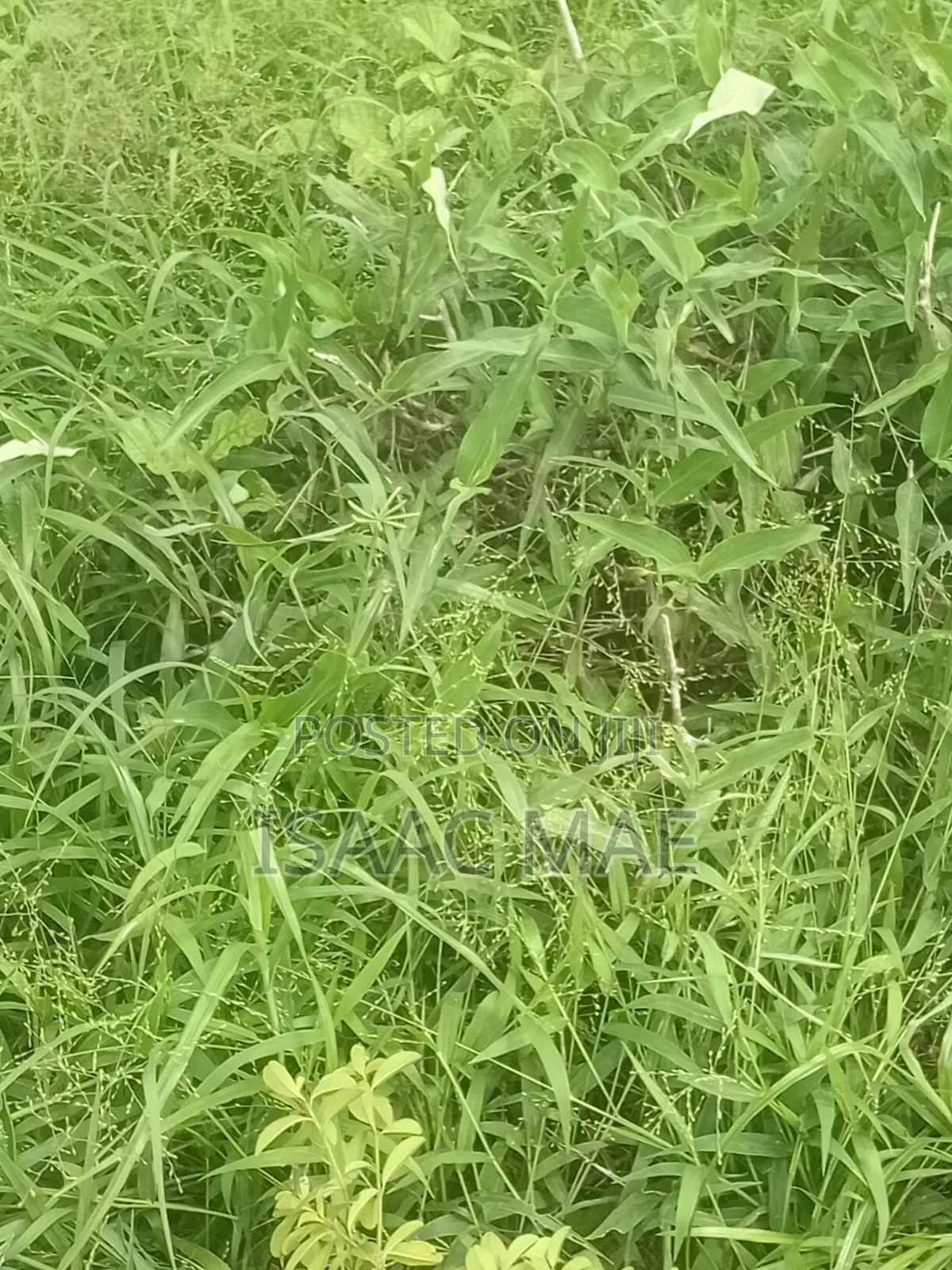 35 Acres for Sale With Ready Tittle Deed 60k Per Acre