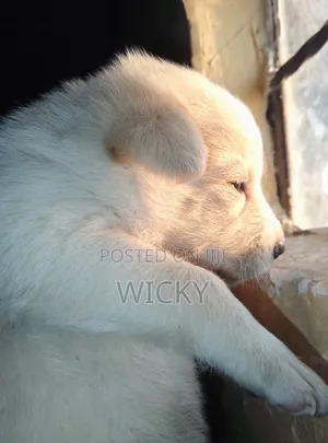 1-3 months Male Mixed Breed Great Pyrenees