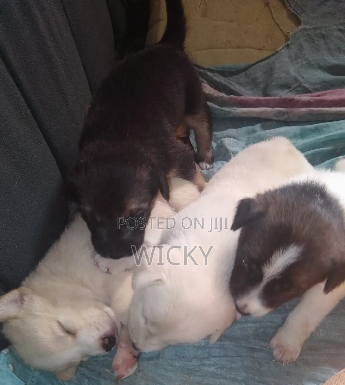 1-3 months Male Mixed Breed Great Pyrenees