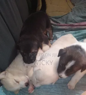 1-3 months Male Mixed Breed Great Pyrenees