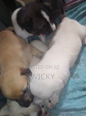 1-3 months Male Mixed Breed Great Pyrenees