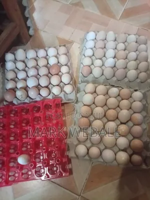 Kienyeji  Chicken Eggs Available for Sale at Mumias Ejinja